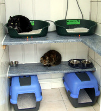 Cattery
