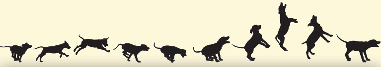 Dogs