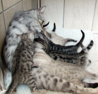 Camisha's litter of bengal kittens