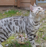 Sumawarrior - Click to view pedigree