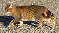 Tikka - Mother of Nalla