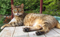 Tikka - Mother of Nalla