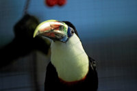 Toucan